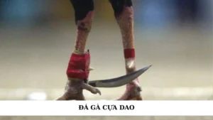 đá gà cựa dao