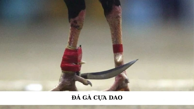 Đá gà cựa dao – Trải nghiệm kịch tính từng giây trên Fabet 3 đá gà cựa dao
