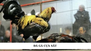 đá gà cựa sắt