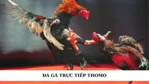 đá gà trực tiếp thomo
